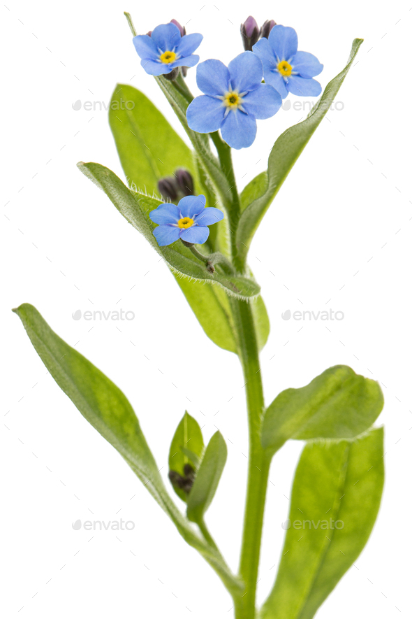 Blue flower of forget-me-not, lat. Myosotis arvensis, isolated on white background - Stock Photo - Images