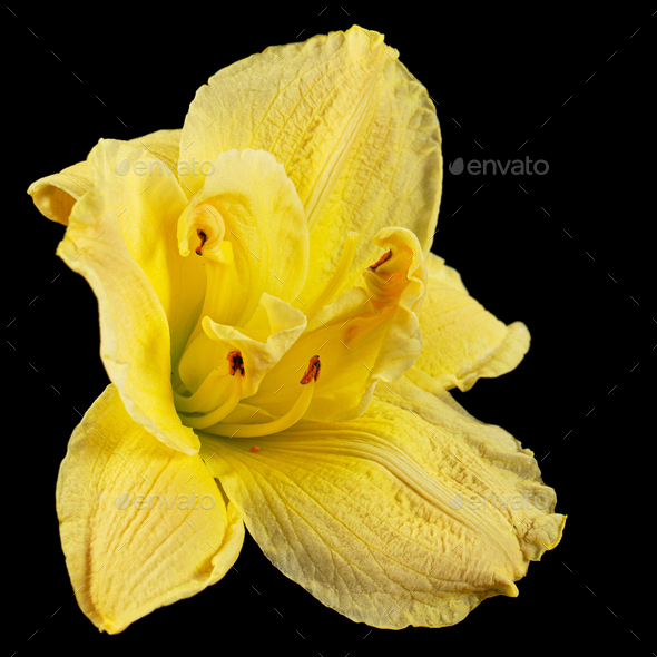Yellow flower of day-lily, lily flower, isolated on black background