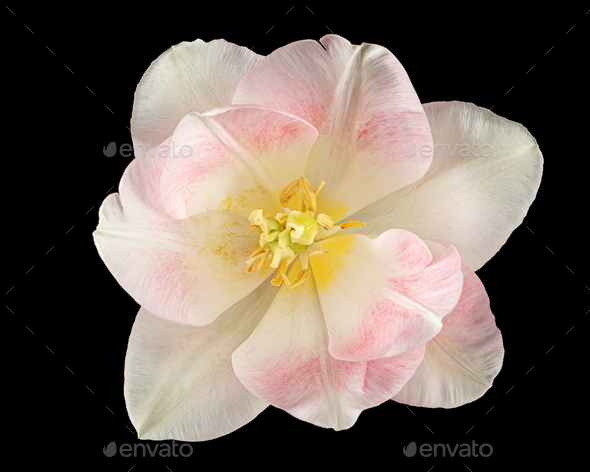 Pink flowers of Angelique tulip, isolated on black background - Stock Photo - Images