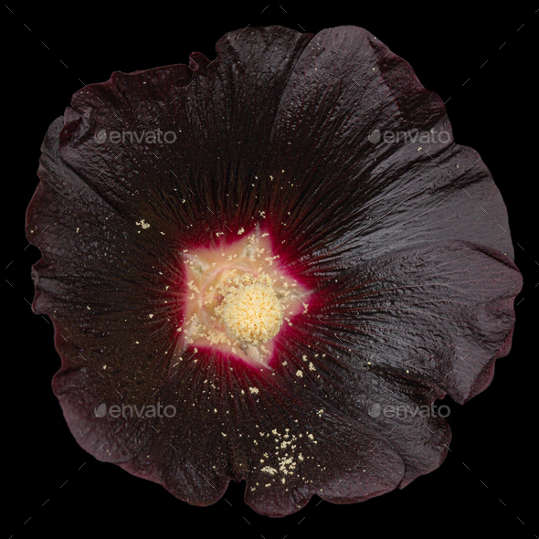Very dark flower of mallow, isolated on black background