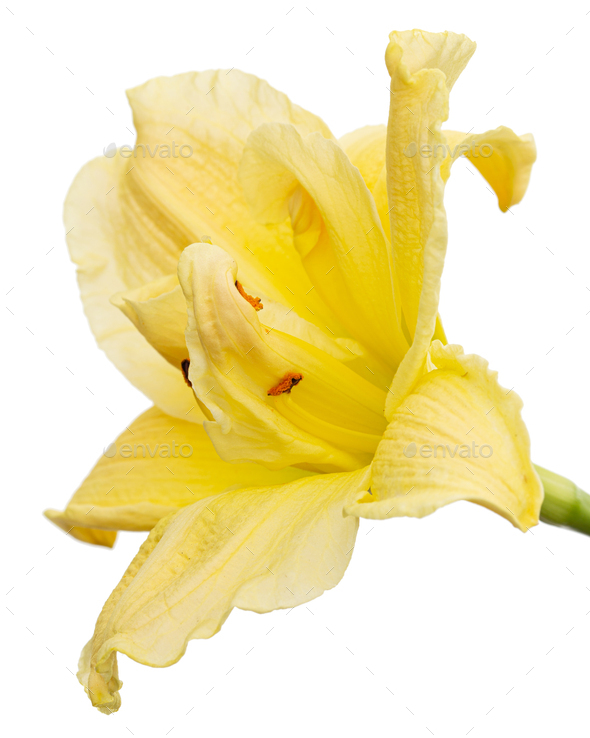 Yellow flower of day-lily, lily flower, isolated on white background