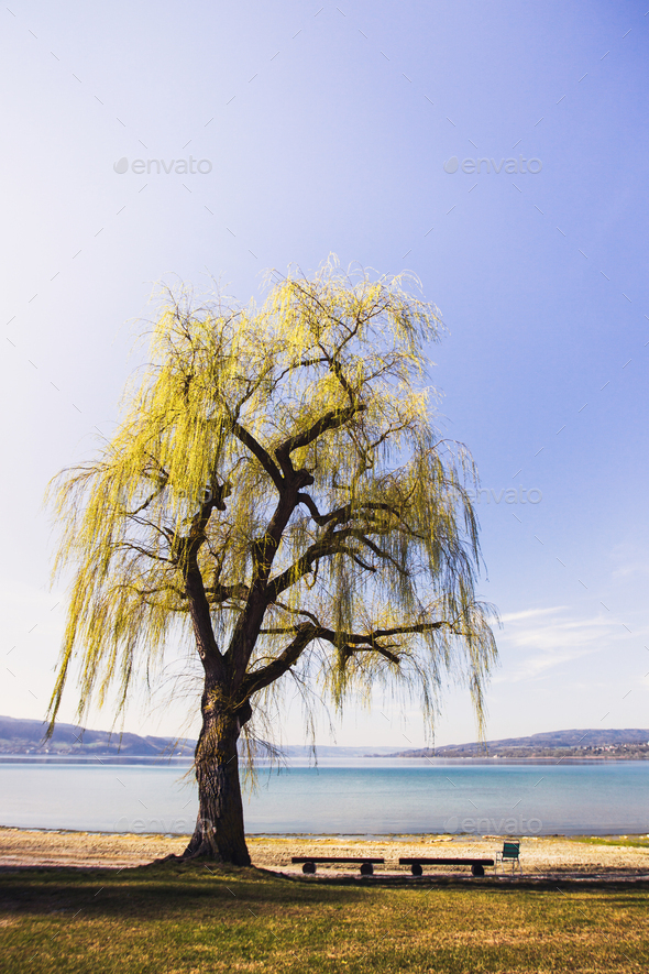 Huge tree by the lake with a resting place