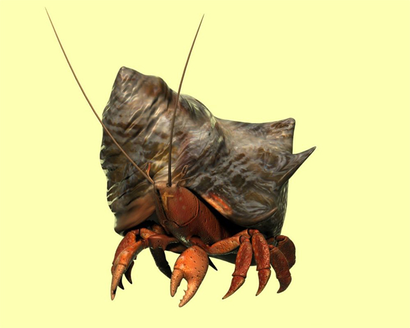 Hermit crabs sand - 3Docean 31272481