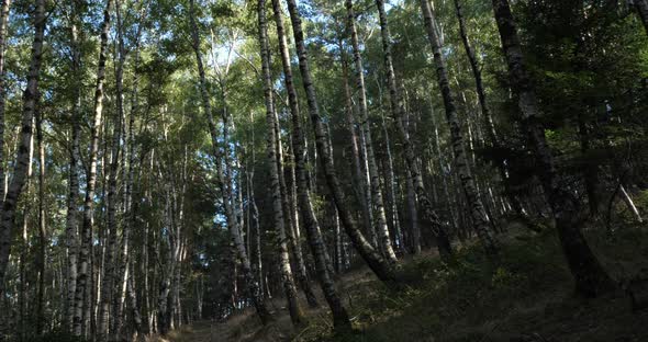 Birch forest near Le Plan de Monfort, the Cevennes National park, Lozere department, France alt