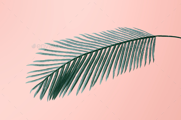Fresh green areca palm leaf on a peach pink background