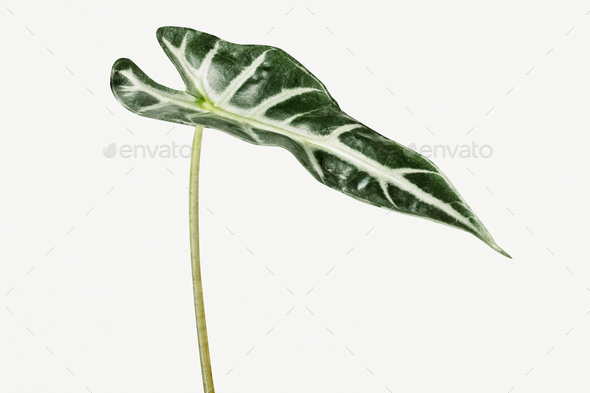 Download Tropical Alocasia Leaf On White Background Mockup Stock Photo By Rawpixel