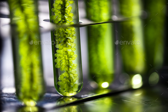 Photobioreactor in lab algae fuel biofuel industry, Algae fuel, Algae research