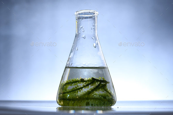 algae biofuel in biotech laboratory, Photobioreactor algae fuel research in biofuel