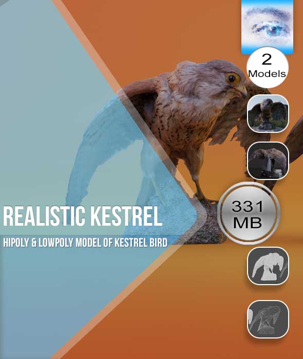 Realistic Kestrel Bird - 3Docean 31285823