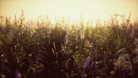 Wild Field Flowers at Summer Sunset alt