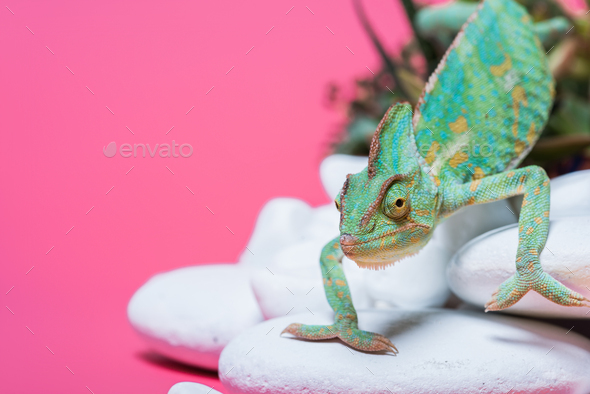 Beautiful Footage: Chameleons Are Amazing