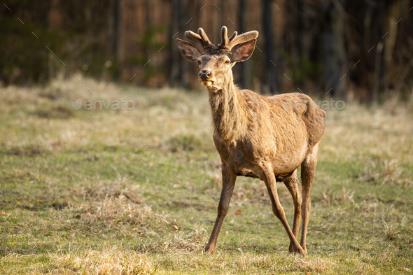 Alert red deer with new velvet antlers looking on field