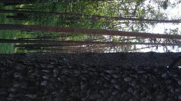 Vertical Video of a Beautiful Green Pine Forest on a Summer Day Slow Motion alt