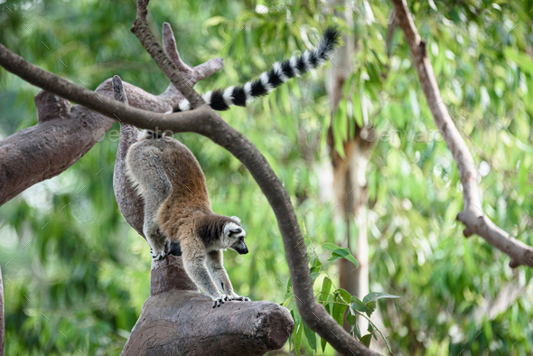 Wild Madagascar cat on the tree at safari zoo - Stock Photo - Images