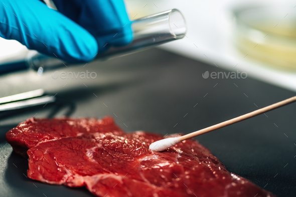 Food safety inspector sampling red meat surfaces