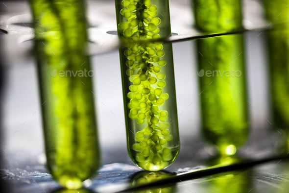 Photobioreactor in lab algae fuel biofuel industry, Algae fuel