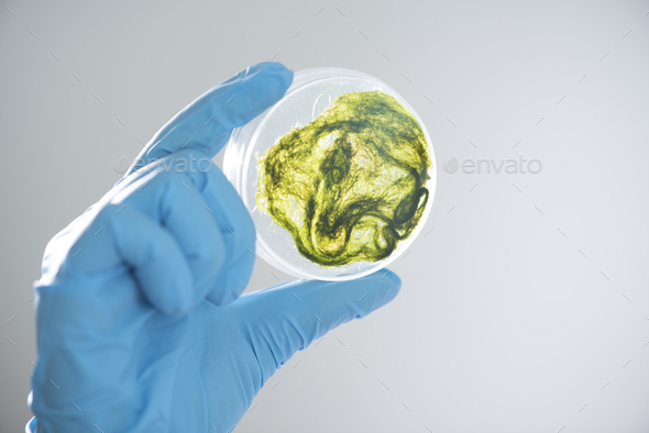 Photobioreactor in lab algae fuel biofuel industry, Algae fuel