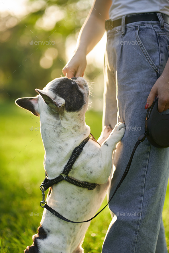 Unrecognizable woman feeding french bulldog outdoors