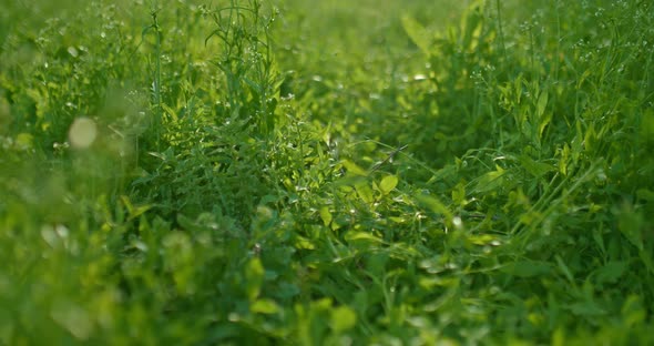 Wild Grass in Field in Sunny Morning Closeup Moving View on Ground  Prores alt