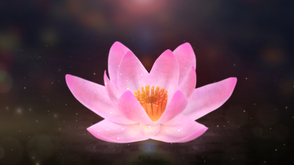 Blooming Lotus Logo Reveal