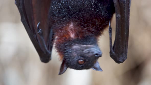 Close up shot of Pteropus Vampyrus hanging upside down snooping and ...