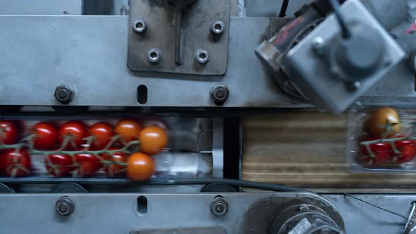 Tomato Plastic Packs Moving By Automated Factory Modern Machine Close Up alt