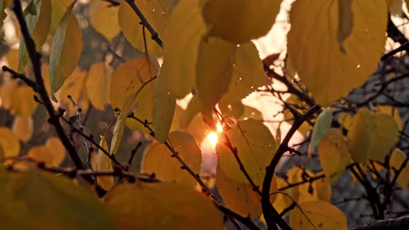 Warm Autumn Scenery in a Forest alt