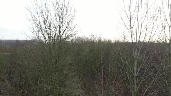 A video starting going down from the top of at a tree trunk of a tree without leaves in winter alt