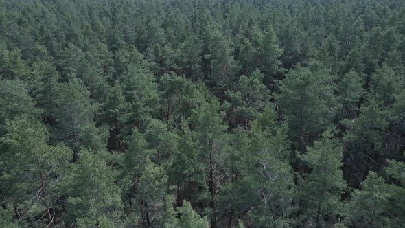 Green Pine Forest By Day Aerial View alt