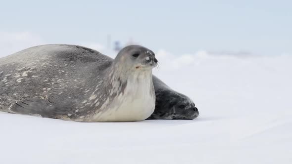 Weddell Seal with Baby Laying on the Ice