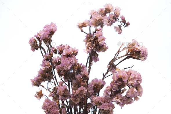 Dried Flower Bouquet Isolated On White Background Stock Photo