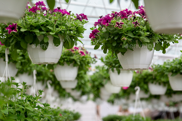 Decorative plants for garden, park and home, business in city - Stock Photo - Images