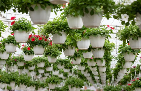 Smart greenhouse, modern business and cultivation of decorative plants - Stock Photo - Images