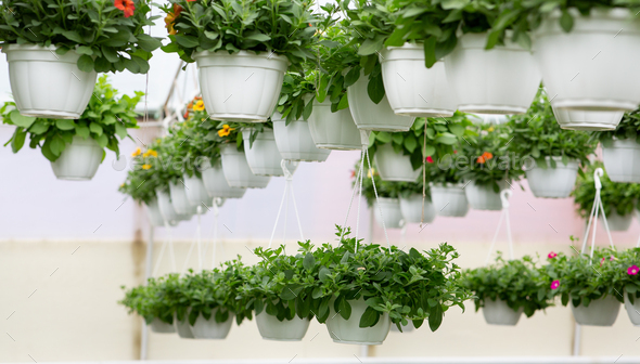 Spring blooming, plant industry and growth beautiful petunias in modern smart orangery - Stock Photo - Images