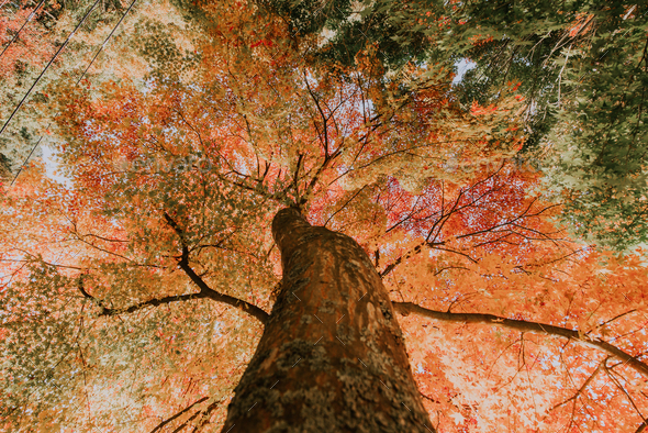Maple tree in the japanese woods - Stock Photo - Images