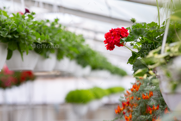 Plants For Sale And Cultivation For Business In Smart Greenhouse In Daylight Stock Photo By Prostock Studio