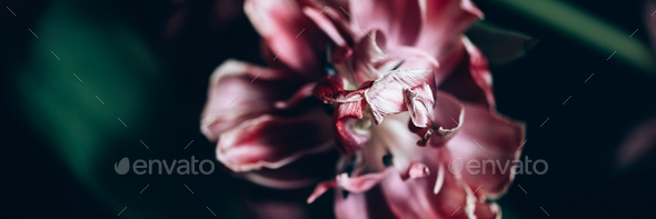 Close up of dried parrot tulips. - Stock Photo - Images