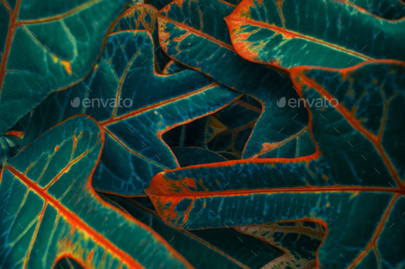 Croton bright neon pop art leaves close up. Modern Natural pattern background, nature in the moment
