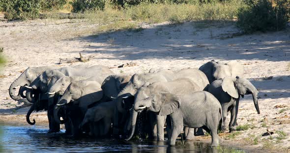 African elephant, Bwabwata Namibia, Africa safari wildlife alt