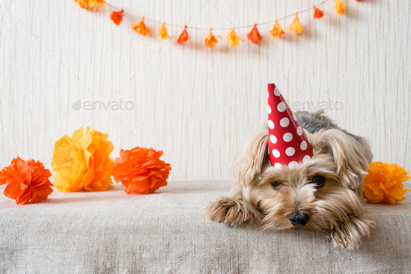 yorkie birthday hat