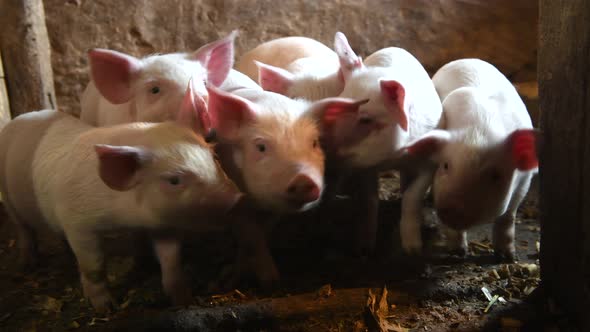 Piglet on livestock farm. Pig farming