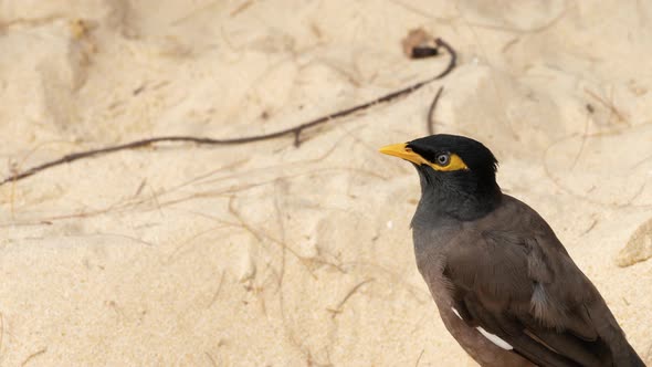 Common Myna -Acridotheres Tristis- alt