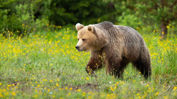 Brown bear walking on blooming meadow in summer nature - Stock Photo - Images