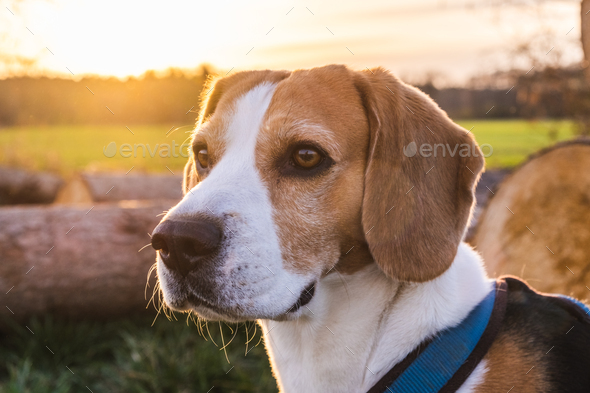 beagle nature