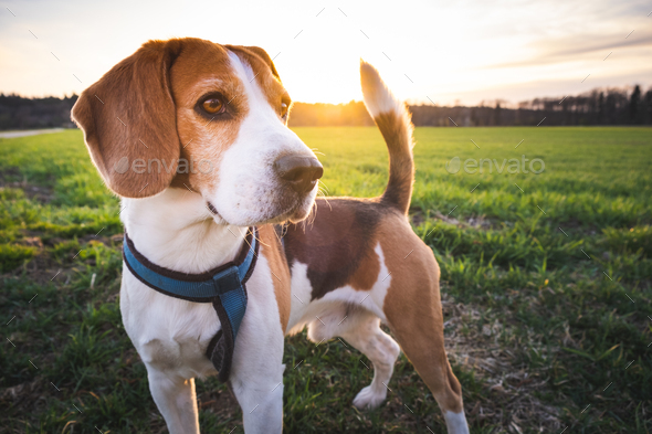 romantisk kode Person med ansvar for sportsspil Beagle dog on Rural area. RSunset in nature Stock Photo by IciakPhotos
