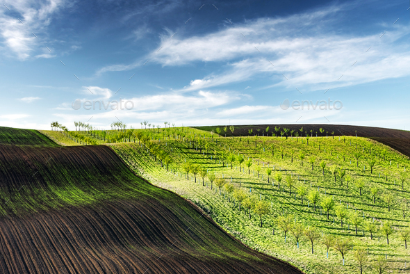 Rural spring landscape with colored striped hills with trees - Stock Photo - Images