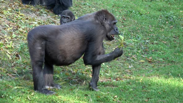 A pregnant female gorilla seating on the grass, eating leaves