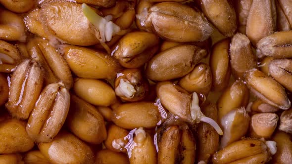 Wheat Germination Process in Time Lapse, Macro Shooting, Life Start Concept alt