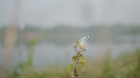 Beautiful Jezebel butterfly taking off from a milkweed flower slow motion alt