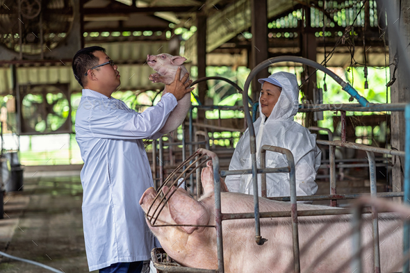 Asian veterinarian with assistant holding and checking the baby pig in hog farms,